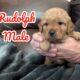 F2 mini labradoodle puppies