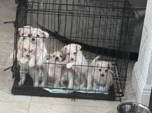Puppies For Sale!! Message Me For Pricing!!! 🐶🐕‍