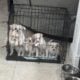 Puppies For Sale!! Message Me For Pricing!!! 🐶🐕‍