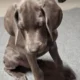 Weimaraner pups for sale