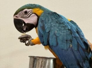 8 months old blue and gold macaw female