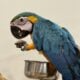 8 months old blue and gold macaw female