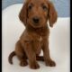 Violet – Purple Collar Girl