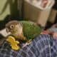 Yellow sided Conure
