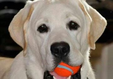 English Labrador Retriever Stud Service ONLY!