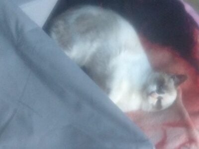 Free kitten in Sugar Hill, GA