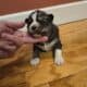 Akc siberian huskies