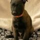 7 Malinois Puppies for Sale