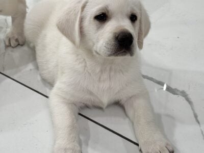 AKC WHITE LAB PUPPIES