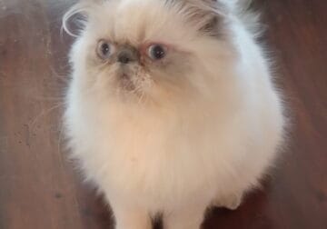 HIMALAYAN BLUE POINT KITTENS
