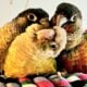 3 beautiful and healthy conures for rehoming.