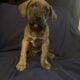 American Staffordshire Terrier Puppies