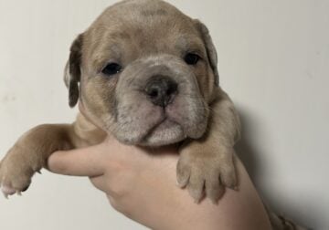 Puppies