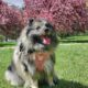 Keeshond Puppies