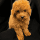 Poodle puppies