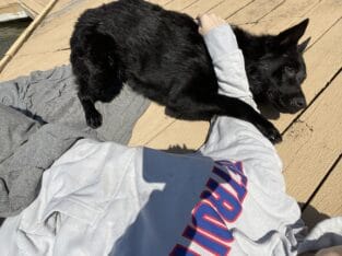 Rehoming German Shepherd