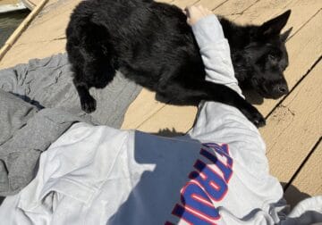 Rehoming German Shepherd