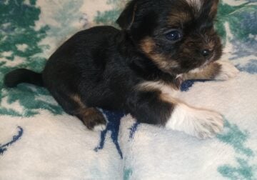 SHORKIE puppies