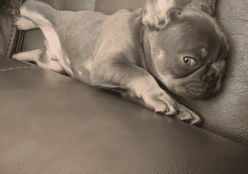 French Bulldog Puppies