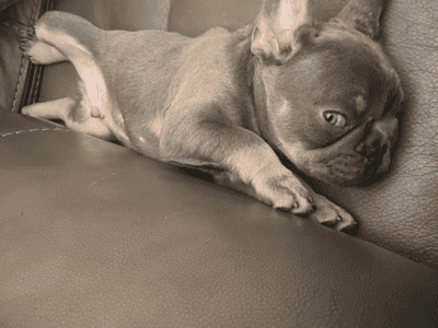 French Bulldog Puppies