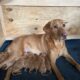 AKC Lab Puppies for Sale