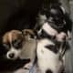 Pom-poo and Chihuahua/Yorkie puppies