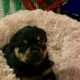 German Rottweiler puppies