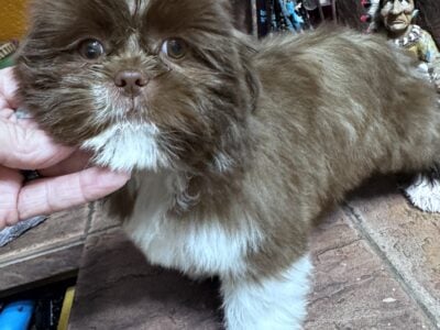 Shih tzu pup