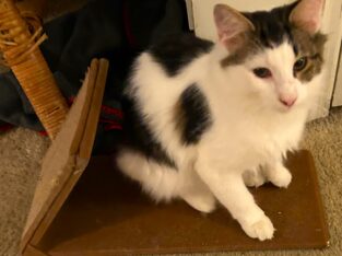 Playful and Friendly Exotic White Cats for Adoptio