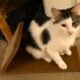 Playful and Friendly Exotic White Cats for Adoptio
