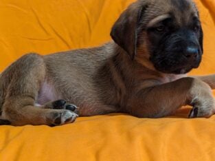 English Mastiff Puppies