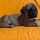 English Mastiff Puppies