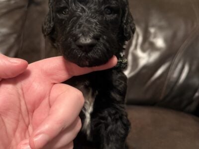 Standard F1BB Goldendoodles