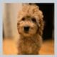 Mini Goldendoodle Puppies