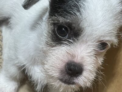 Maltese / Shi Tzu Puppy