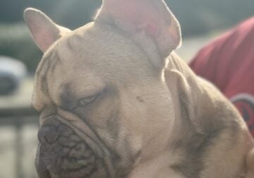 French bulldog Boys