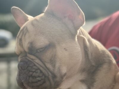 French bulldog Boys