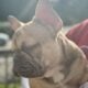 French bulldog Boys