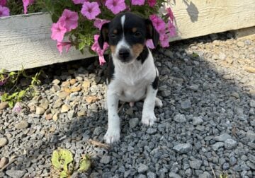 11 week old Fox terrier puppies