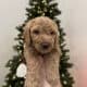 Golden Mountain Doodle Puppies for Sale! 🐶