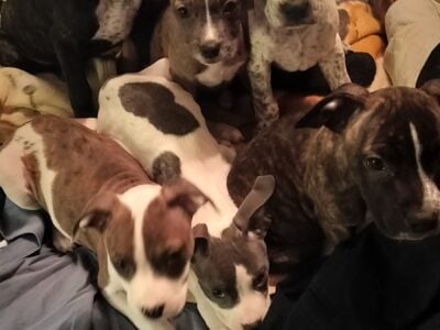 8 adorable puppies