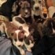 8 adorable puppies