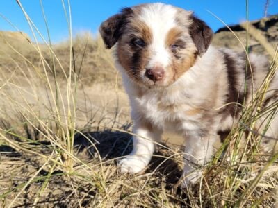 Australian Shepherd Puppy!
