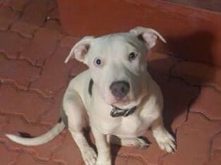 Beautiful White and Grey Staffy Puppy