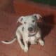 Beautiful White and Grey Staffy Puppy