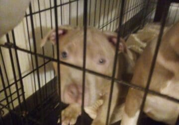 Xxl red pit (dad) Stafford terrier pit(mom)
