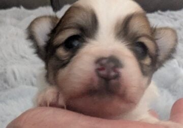 Purebred Pomeranian puppies for sale