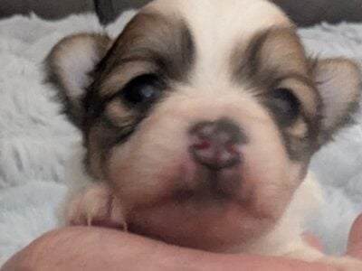 Purebred Pomeranian puppies for sale