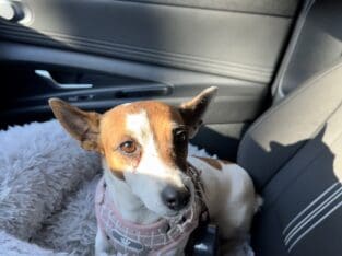 looking for a loving home!