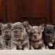 French Bulldog Frenchie Beautiful Blue & Tan Boy